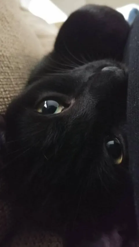 Cubby, the cat CubbyCAD is named after, looking up from a close-up.